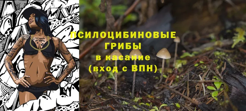 Псилоцибиновые грибы Psilocybine cubensis  как найти закладки  Бабушкин 